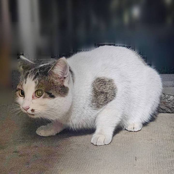 C0c02438 6c32 4a75 9061 da6051ca5dc6 1736298500746