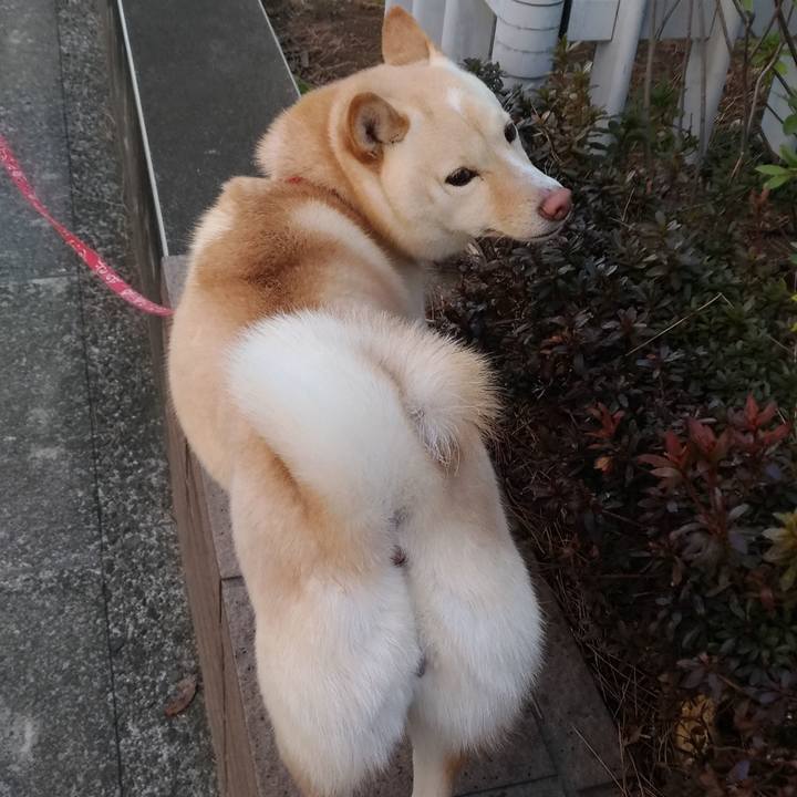 C0c09c37 42fc 43a3 87c4 8b1e33e9cff3 1550903998075