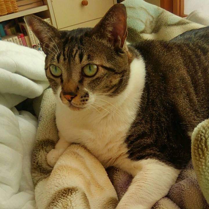 C0c584f3 6a14 4d27 ae09 1ad6cb770f13 1509060558223