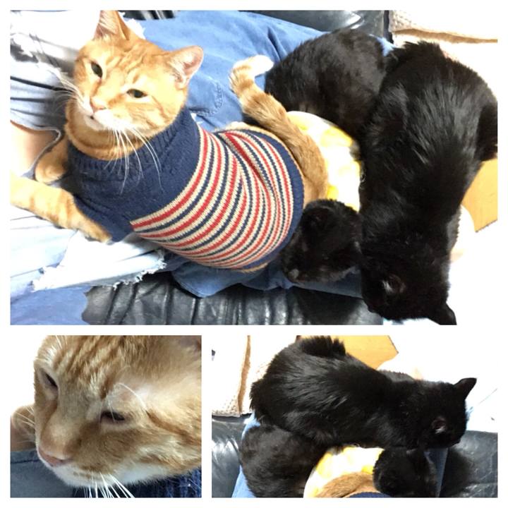 C0c695fa 8c8c 443c 8fba 63ba03b921b0 1541246140727