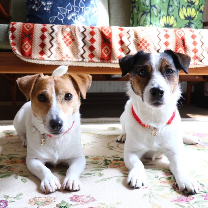 C0c7543d 4010 4f40 ab11 a4ddd0db1a93 1551062532642