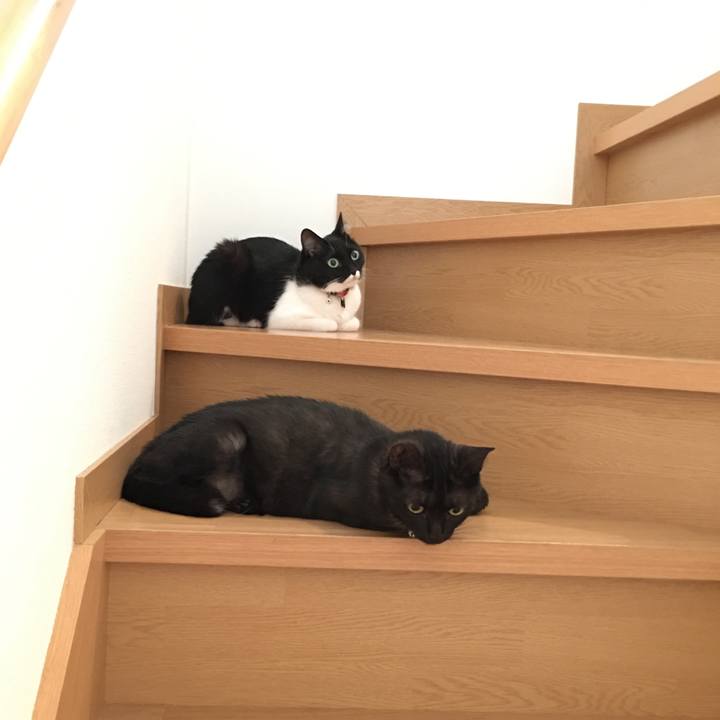 C0c7f5b5 55c1 4b10 a3ff 2366f3d56ef9 1529710331829