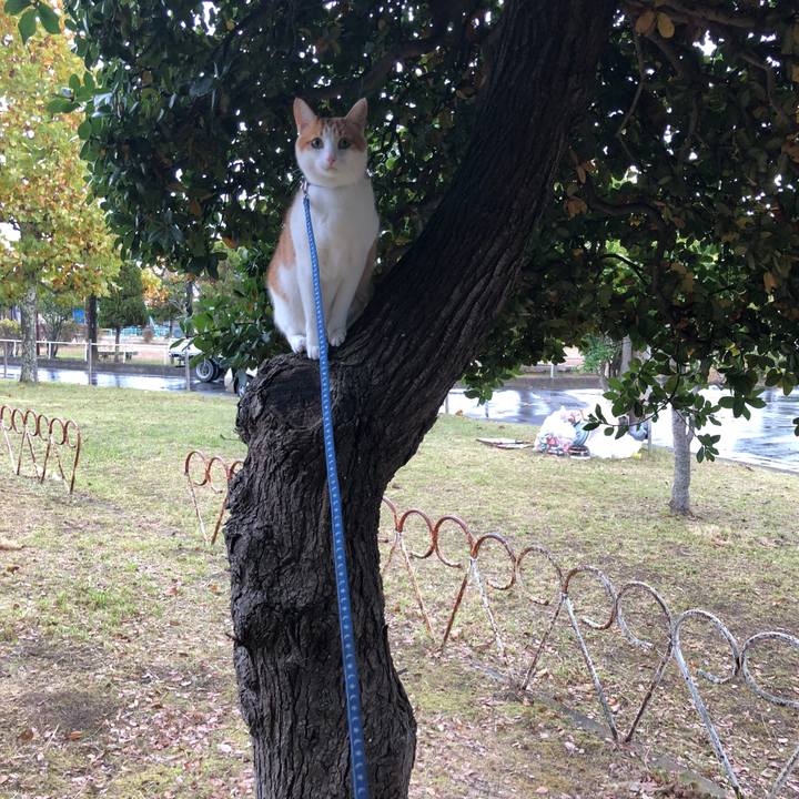 C0cc3e13 6e24 4e66 b3dd 1e0dd31c8848 1540962333513