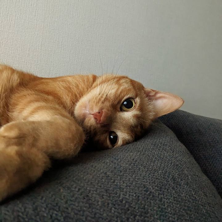 C0cd964d 1558 4633 8a5b fc265e7e7dfb 1684915591246