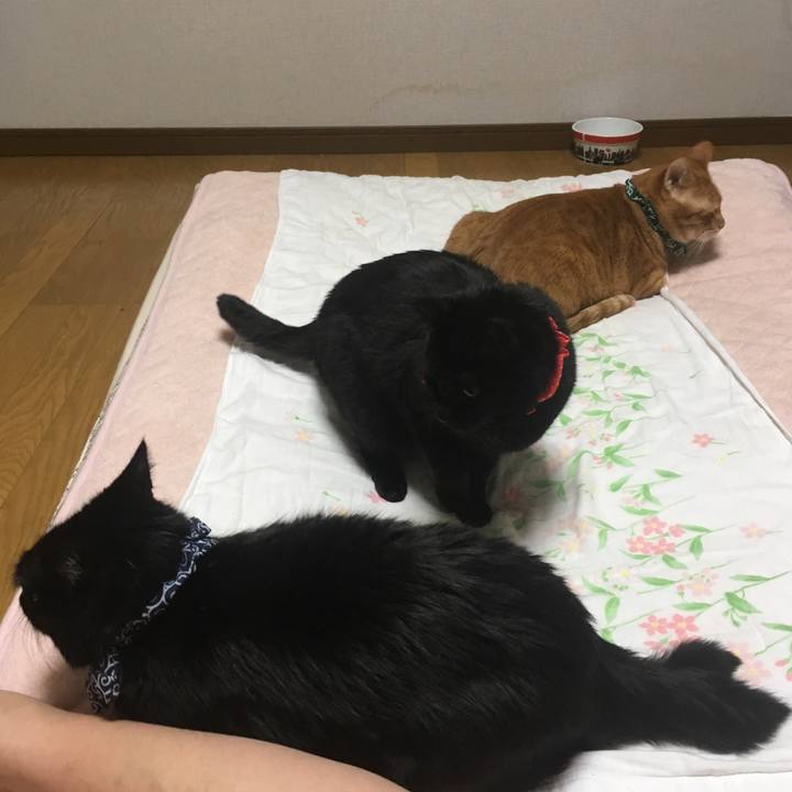 C0ce8b40 9051 4902 9a76 b7446a82ad4c 1545340125385