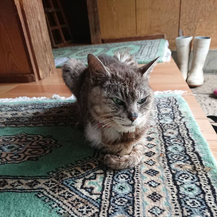 C0cecf03 4010 40ea 8643 af8ff94ff76f 1597628148510