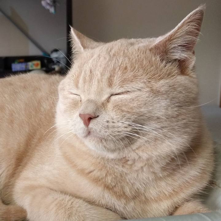 C0cee356 5a8f 43d2 a490 8aeee416ed42 1529499297830