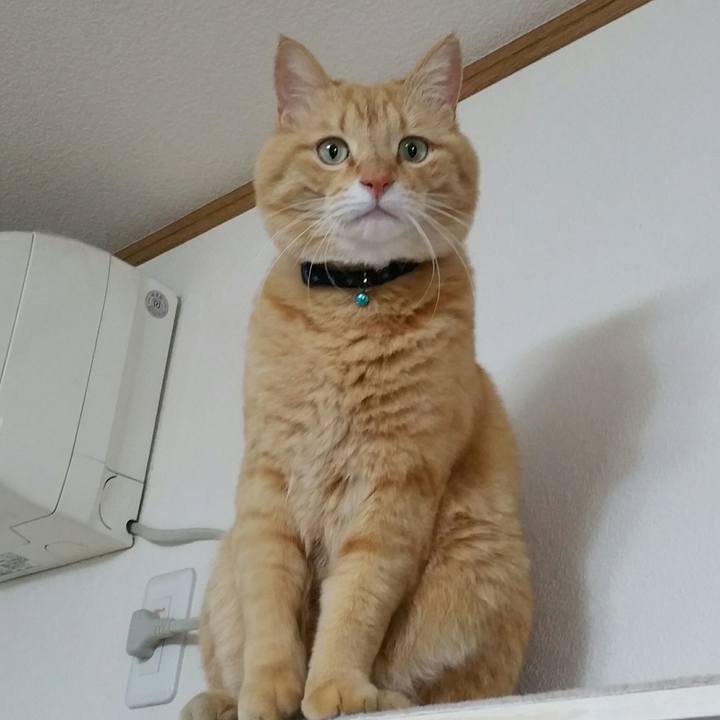 C0cf4c83 d77a 44ee 9066 5765c0622197 1521674827991