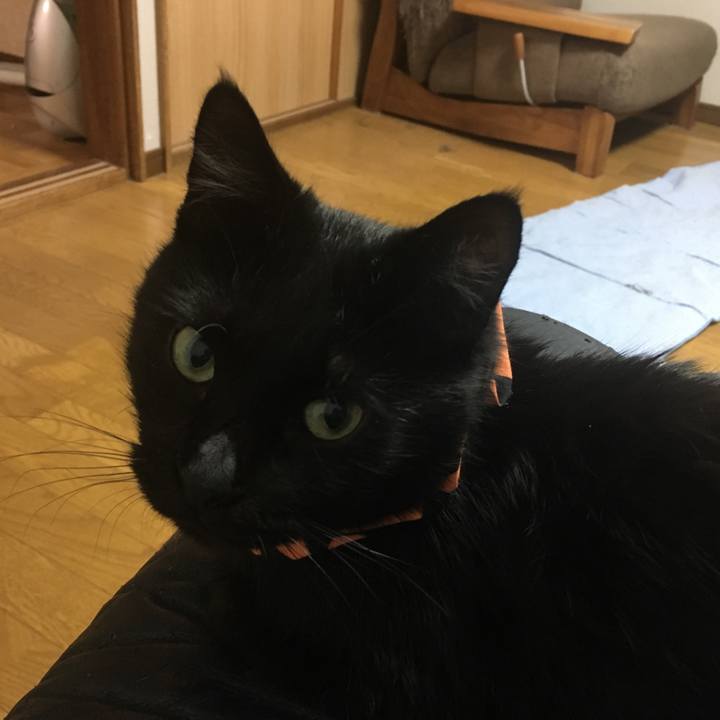 C0d1b462 e41a 4e7f adeb febf0a9cecb9 1540560621501