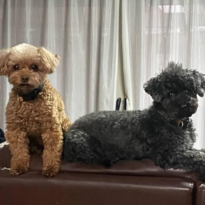 C0d211c5 7621 4187 a5b4 af9393308585 1755152714783