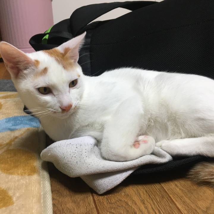 C0d27ee5 7414 4e3d 9de0 f0ebab4bad20 1509711800856