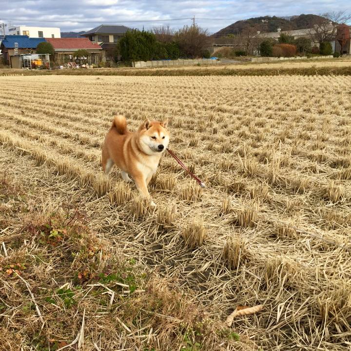 C0d7b2a2 0d6b 4ccb aa9b 00e2ac4abb97 1514635953048