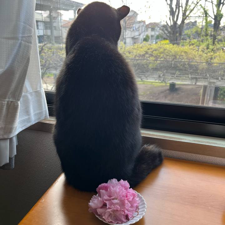 C0daabed 93c9 4f8e 8d21 2242858f86d2 1680923099061