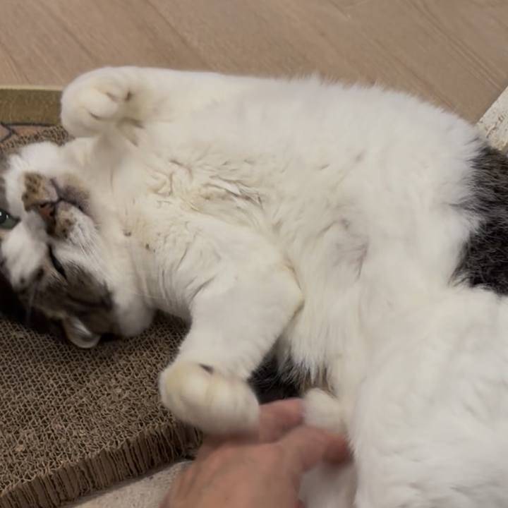 C0dae06d 5a6c 4526 a259 24ab2c4d4a53 1760570775841