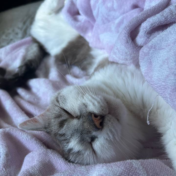 C0db00ff c510 4caa b99e 22fabc039c85 1758412892964