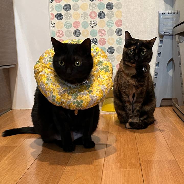 C0dd0574 579d 4bdf a706 209bd2640d28 1735647247344