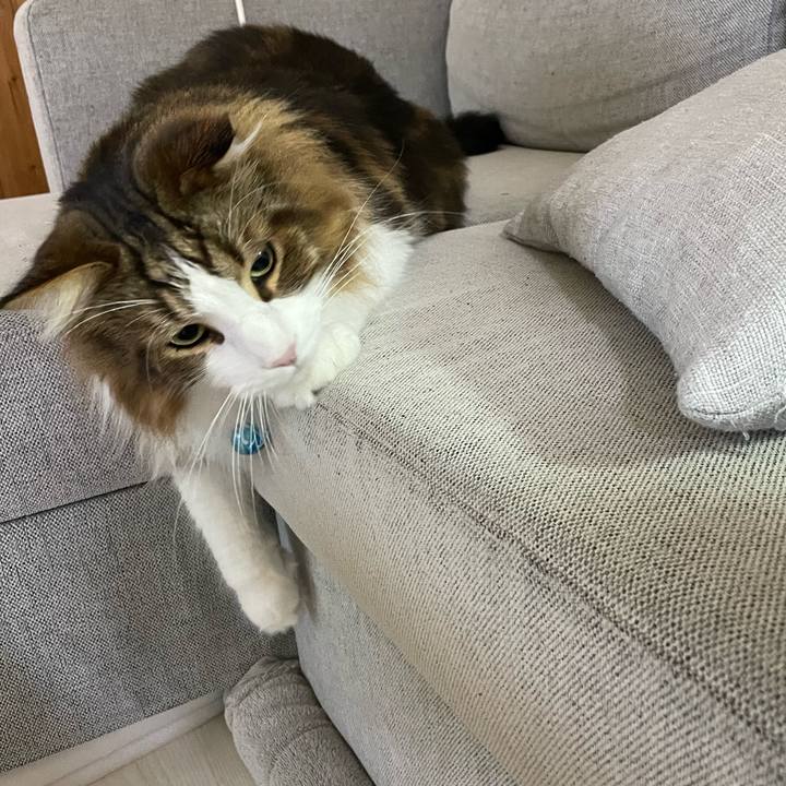 C0dd32bc 15a6 484f 8288 14e24d8f45e3 1729799609855