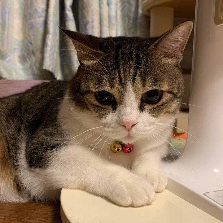 C0dd79f2 dc5b 4eb4 a3d0 de2511dcb59d 1598360357817