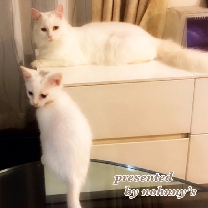 C0dee1fd 471f 42b6 b7d2 a568f88cd73a 1566299857486