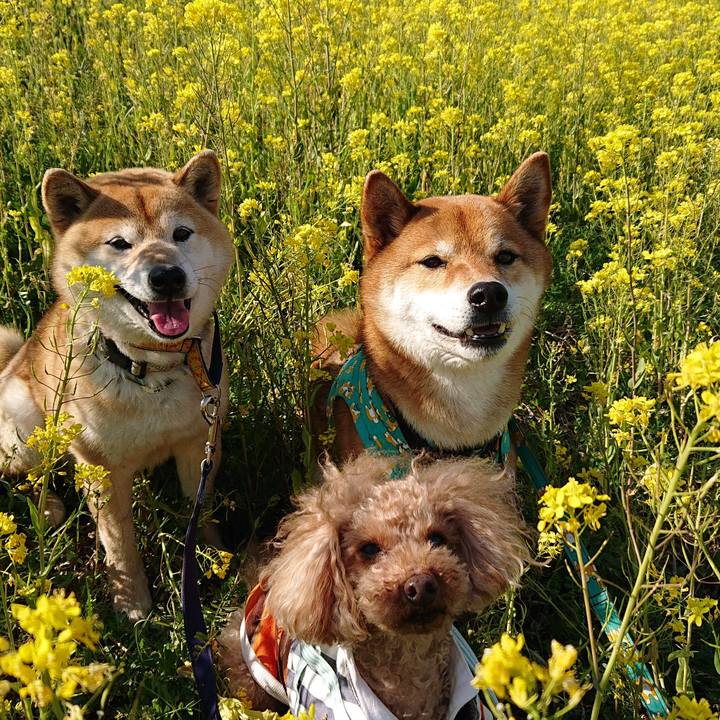 C0ec1ce4 1d29 46f9 8e89 04eeb85852ae 1554372963026