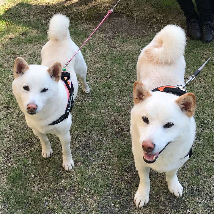 C0ec96d4 43a6 4b64 b67e 7d2ba2613c58 1525995712264