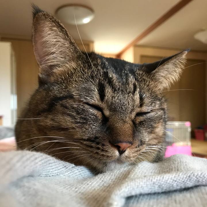 C0ece4c3 3383 414f b088 2b7524a55ca4 1540452708980