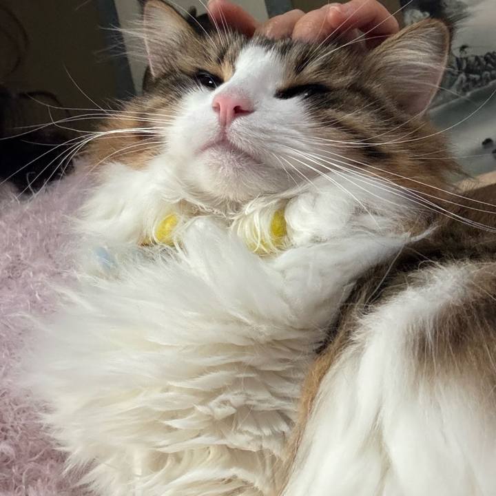 C0ee4d16 17d7 4dab acd3 f07e1d269cce 1769406780042