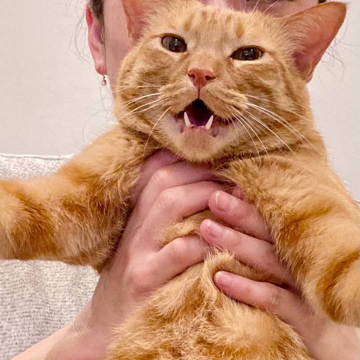 C0f15868 35bb 4ace 90fc ef6371bef1ed 1616324495737