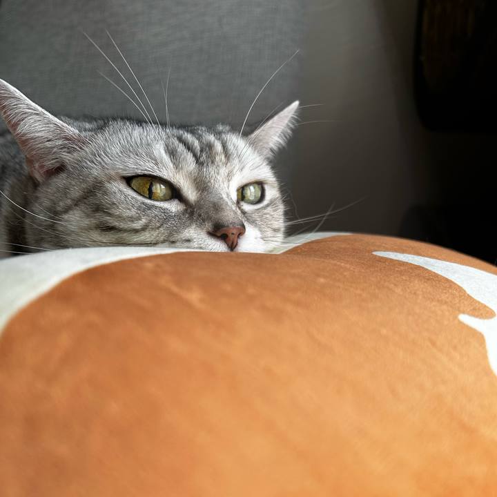 C0f1ac82 e408 49f8 9684 ad767c5ce989 1760830884811