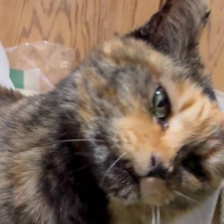 C0f1e6ae ca28 4836 8813 b3e4d3ad47b8 1771879474653