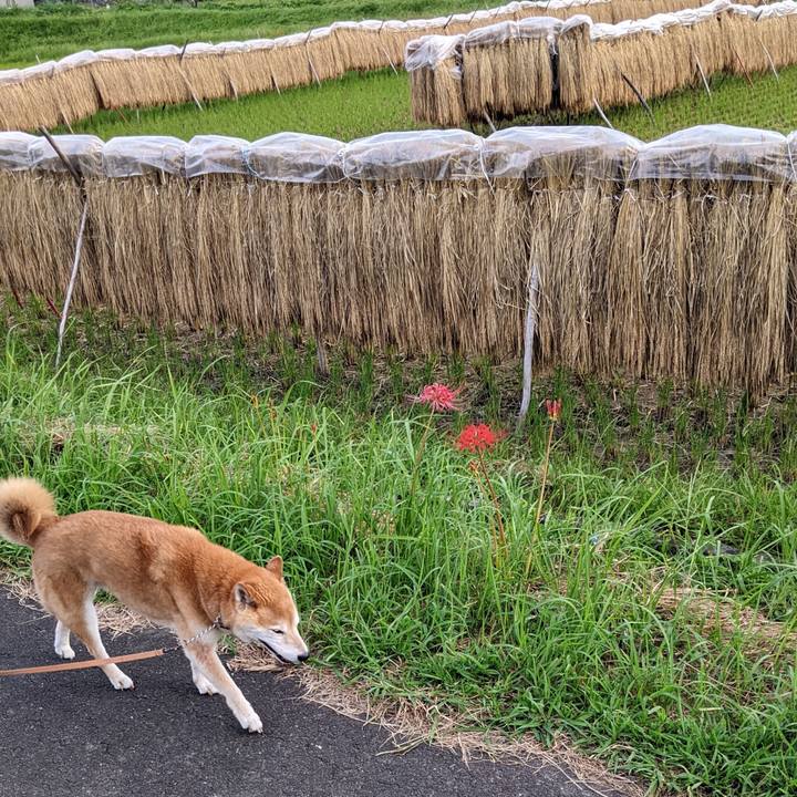 C0f4a62d 2dcb 478e 83ab bdb1508ab175 1727036659473