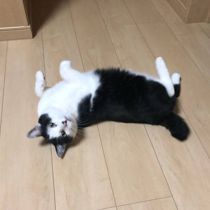 C0f66e1e 65a4 4aed 804d cd3fe4877b04 1575714417326