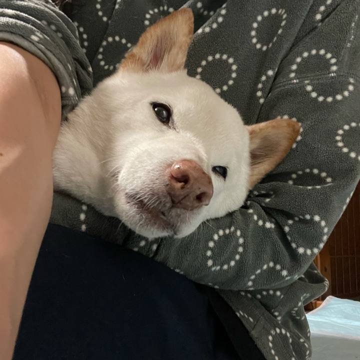 C0f729dc 1c38 49f4 8547 32901591fcd1 1635074615963