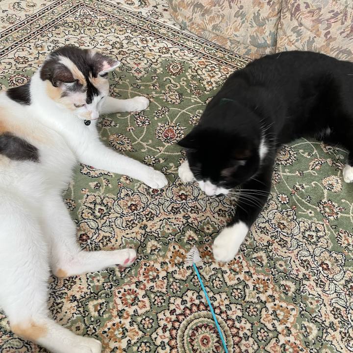 C0f7c357 7173 49d3 b30e b26405b98914 1726019983180