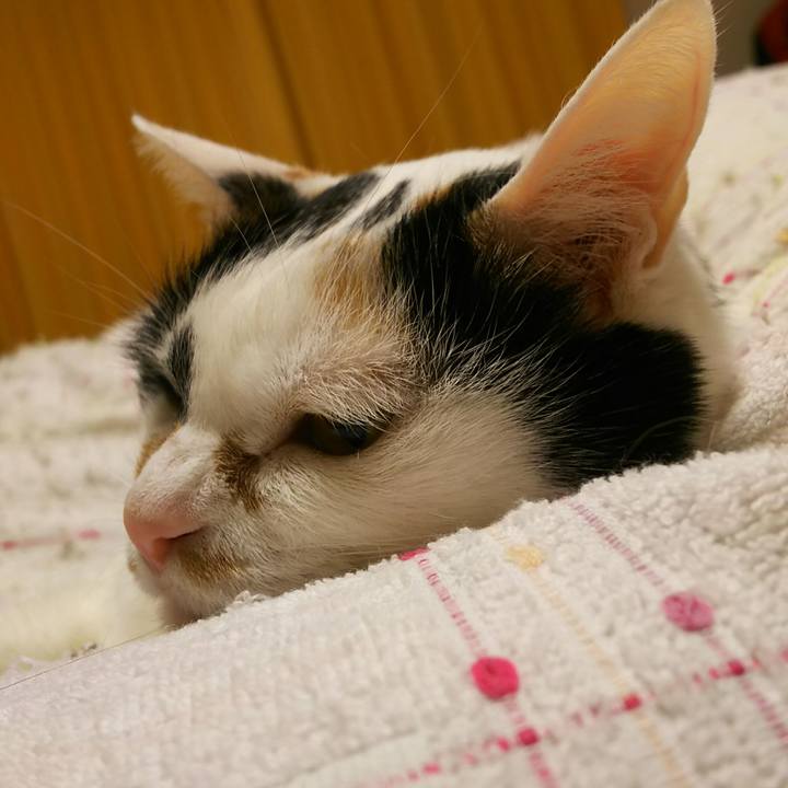 C0fbc15f 940e 4012 87eb cc99543480fc 1547731782074