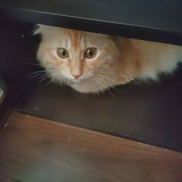 C0ff1d1f 8aaf 408d b41b 3ded87b975d0 1661237651131