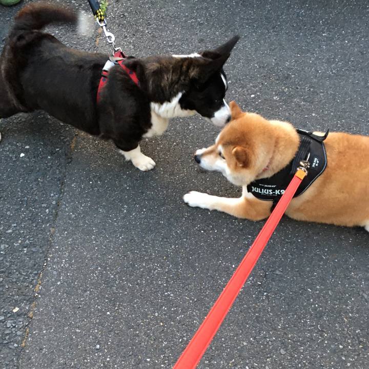 C0fffe1b d004 4c51 af3c 648321e9f8dd 1591784328800