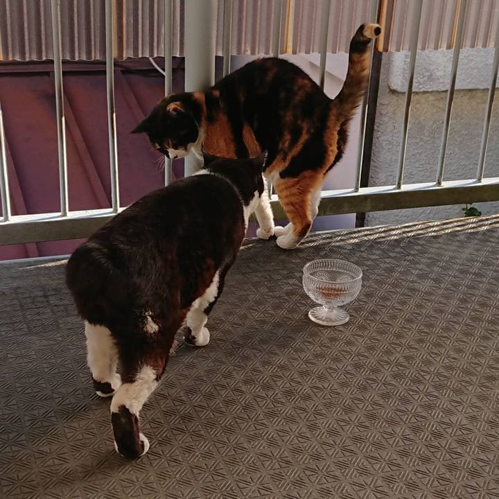 C1021f89 f70a 433d 8731 cbfeadcc9620 1619164735867