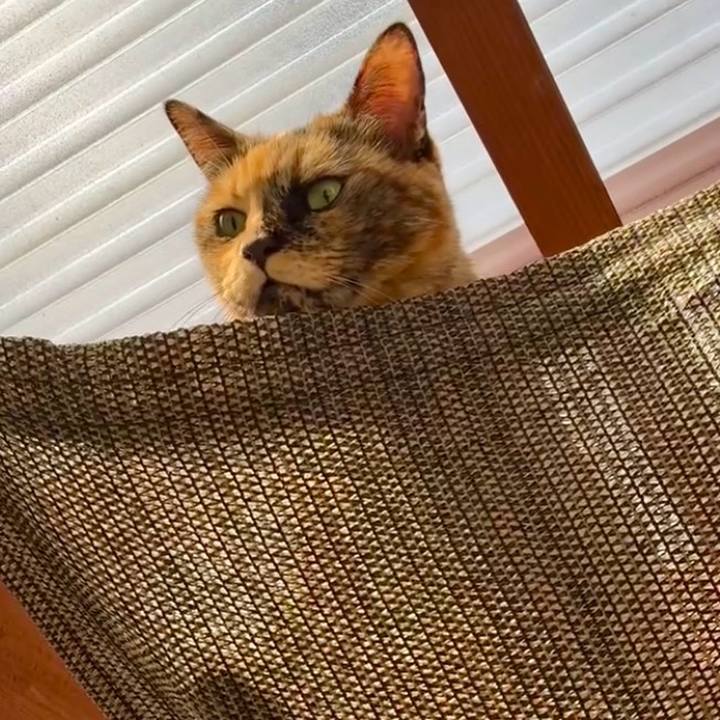 C103d374 4710 4154 a53b 41de2857cd0c 1761033873894