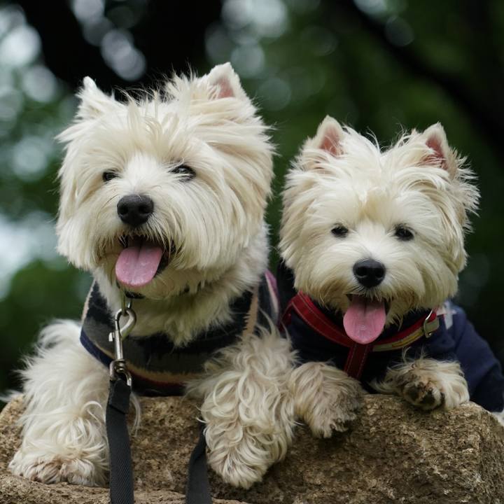 C104983b d9a0 4456 b7ea a5d0c901259f 1530710226026