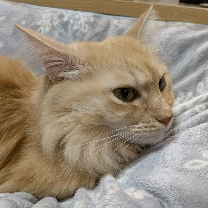 C104ea26 36ff 4b72 b48b e0f3a9180b81 1761569973870