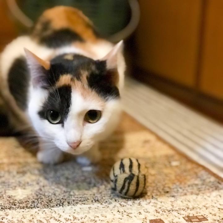 C10509a1 ec78 4897 8da6 b7283d3dd59f 1512470391820