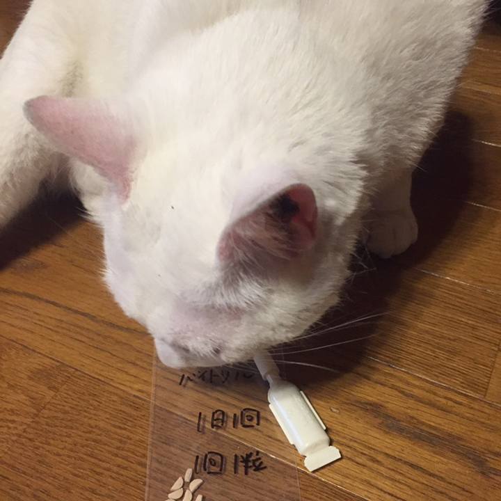 C106d018 118e 42c8 b408 b04532996f47 1558604221607