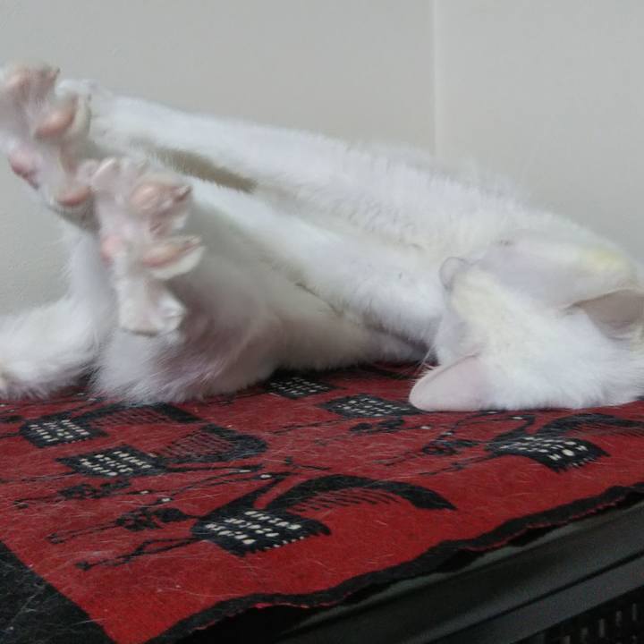 C10749ad dded 44f1 bf31 6cb3408e5a0a 1635591483858