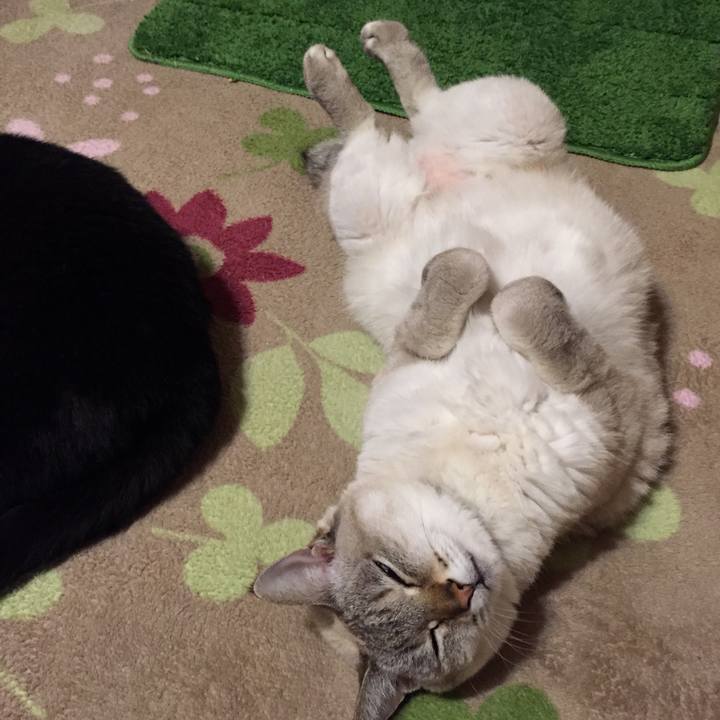 C108a608 6863 4c3c b949 f4aad770a343 1545477078130