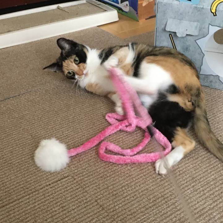 C109e2cc e03e 4485 9897 e71216c9e24d 1508979184465