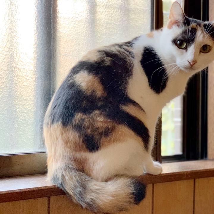 C10ca9db 0cd9 427b a273 c754eab31b54 1539570119691