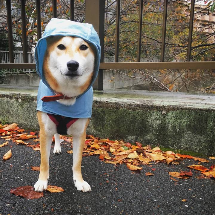 C10d9108 0471 40d5 a7a1 44b9e7fae493 1510993424884