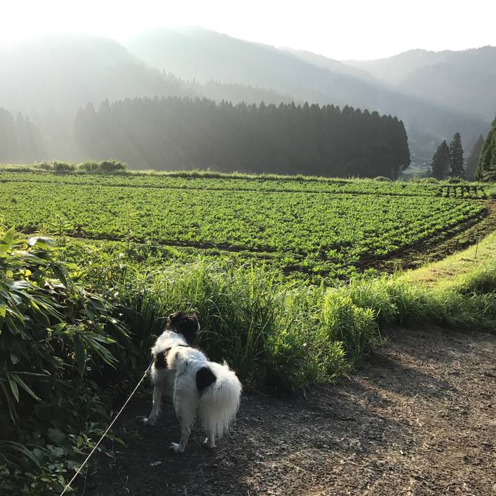 C11039a1 3392 4981 be97 e33488501c6b 1533991545417