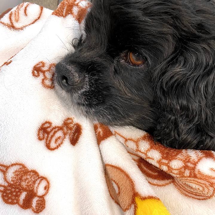 C112907d ef7f 463b b8bb 6758b1750829 1607843522913